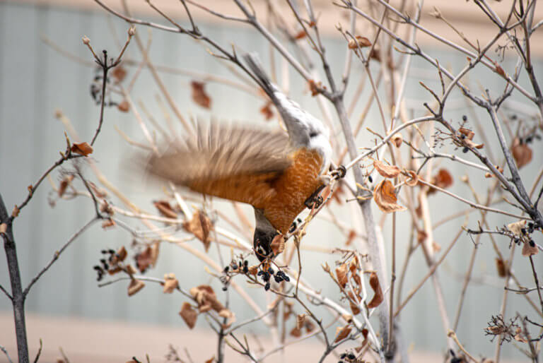 American Robin holds onto a branch while using its wings to balance and eat an old berry.
