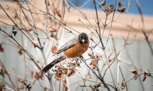 American Robin sitting on a branch looking directly at the camera.