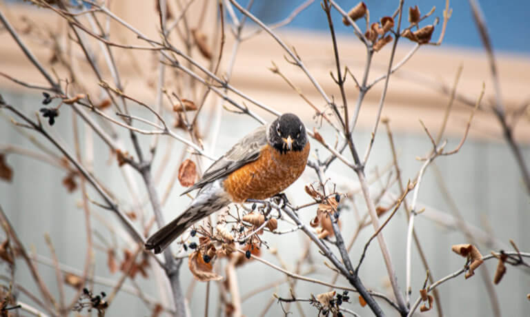 American Robin sitting on a branch looking directly at the camera.