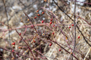 Photo shows last year's shriveled rose hips.