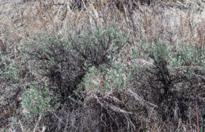Sprawling sagebrush plants meshing together in arid landscape.