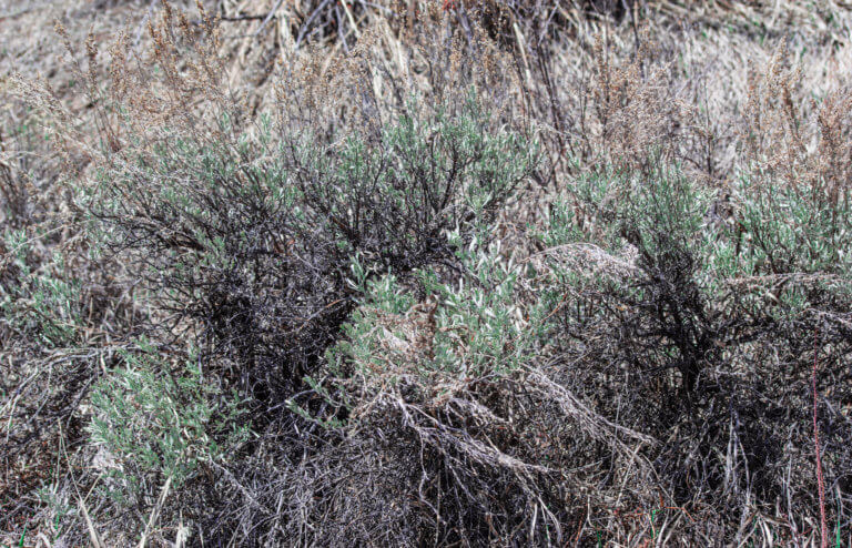 Sprawling sagebrush plants meshing together in arid landscape.
