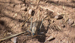 Mormon Cricket standing on a dirt trail near small rocks and vegetation debris.