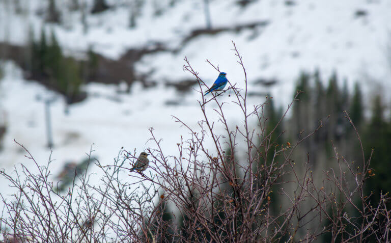 Male and female mountain bluebirds perched on a shrub with snow in the background.