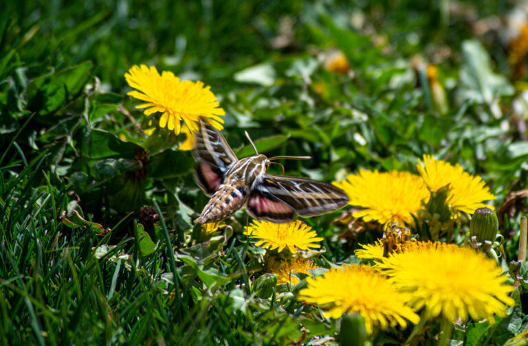 White-Lined Sphinx Moth flying above some dandelions and grass.