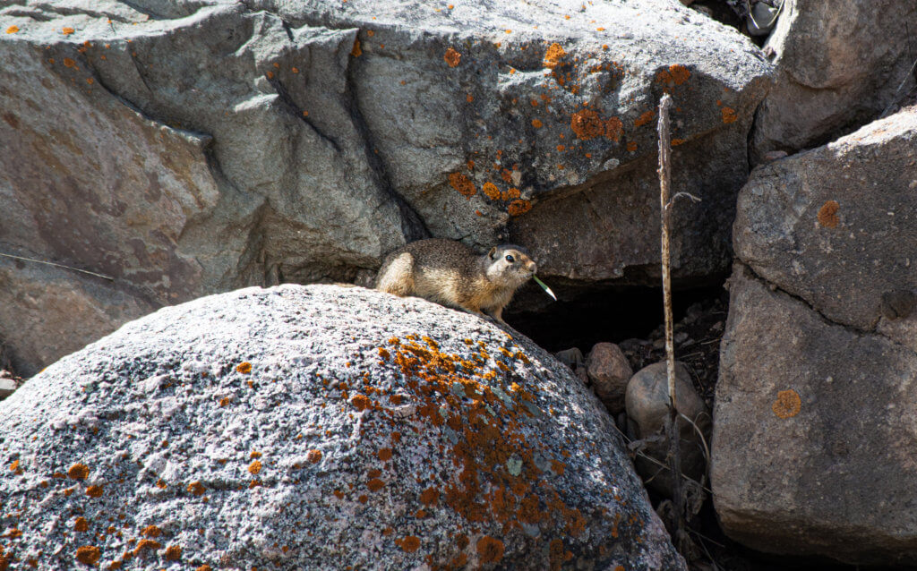 Wyoming Ground Squirrel sitting in the sun between a few boulders eating a leaf of grass.