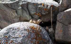 Wyoming Ground Squirrel sitting in the sun between a few boulders eating a leaf of grass.