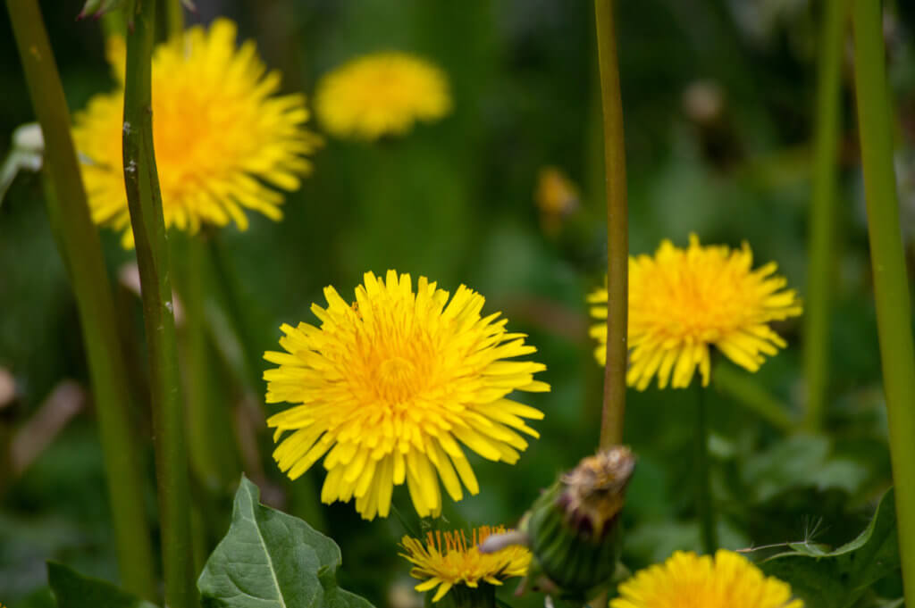 Zoomed in, close up dandelion.