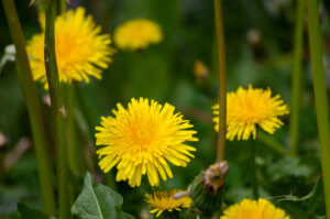 Zoomed in, close up dandelion.