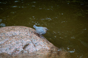 American Dipper on a rock next to a river looking into the water.