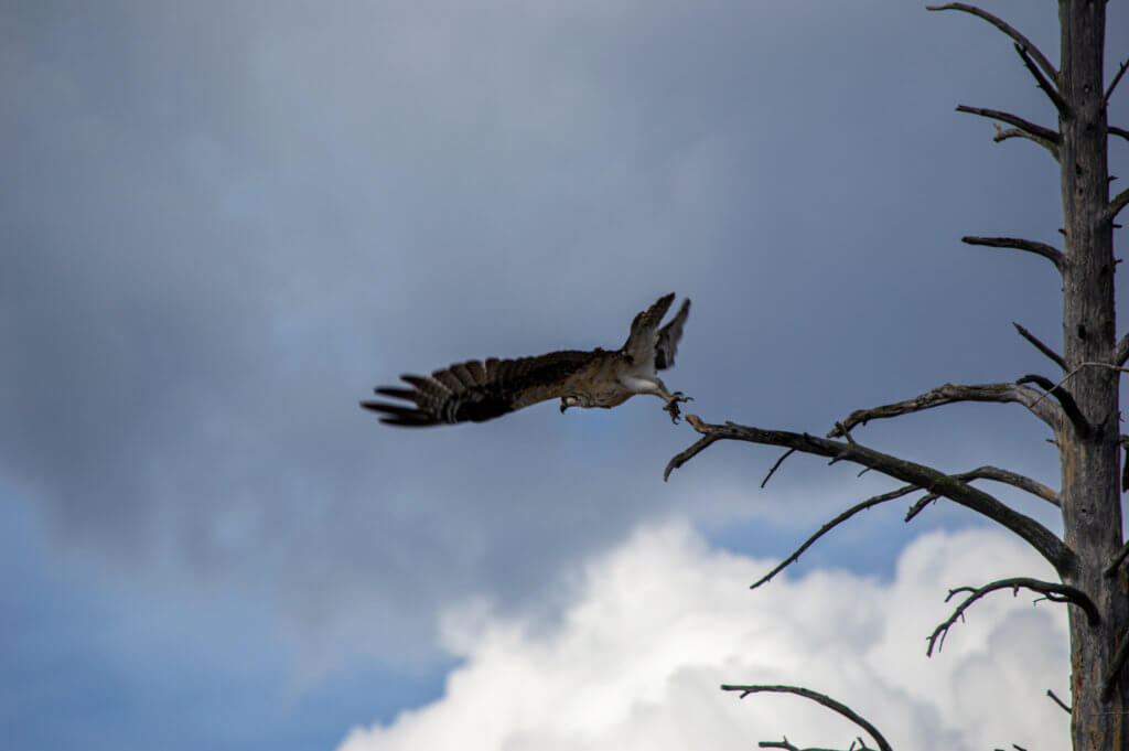 Large Osprey jumping into flight off of a dead standing tree into a blue sky with clouds.