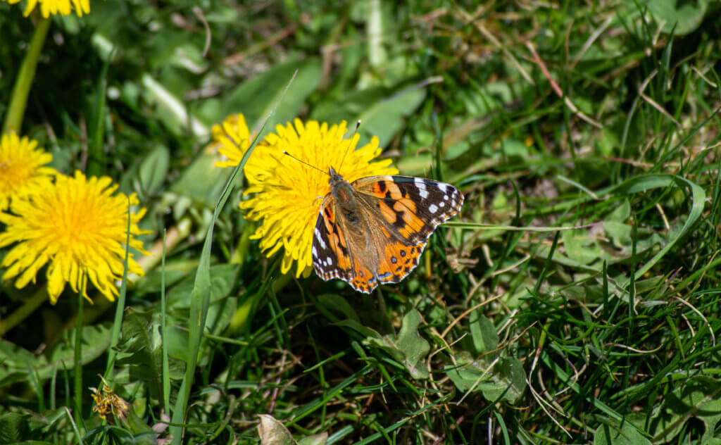 Painted Lady Butterfly on a Dandelion in grass.