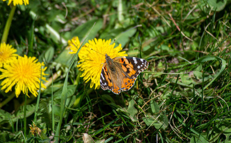 Painted Lady Butterfly on a Dandelion in grass.