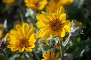 Zoomed in yellow aster showing ray florets.