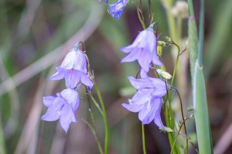 A cluster of four pueple bell-shaped flowers called Harebells