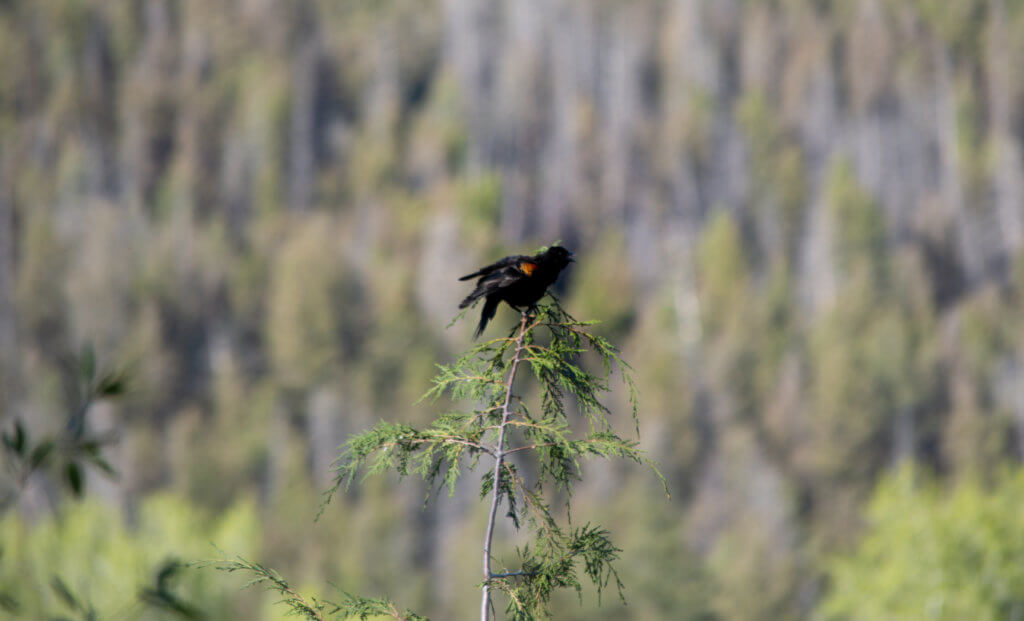 Red-winged blackbird with red spot showing on top of cedar sapling with forest background.