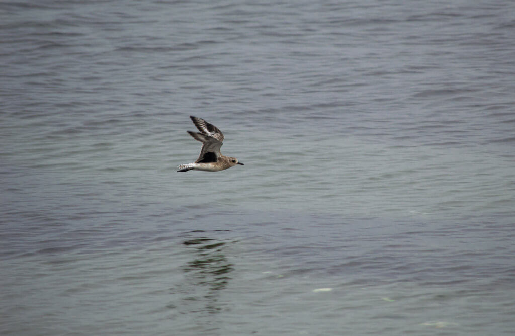 Black-Bellied Plover winter plumage black wingpit showing while flying over water