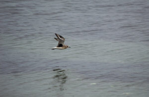 Black-Bellied Plover winter plumage black wingpit showing while flying over water