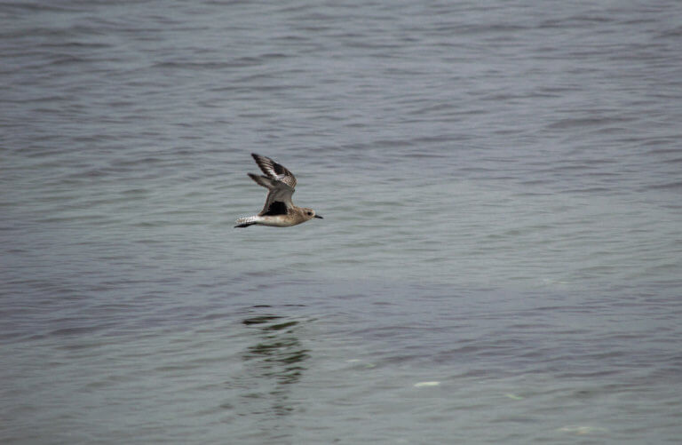 Black-Bellied Plover winter plumage black wingpit showing while flying over water