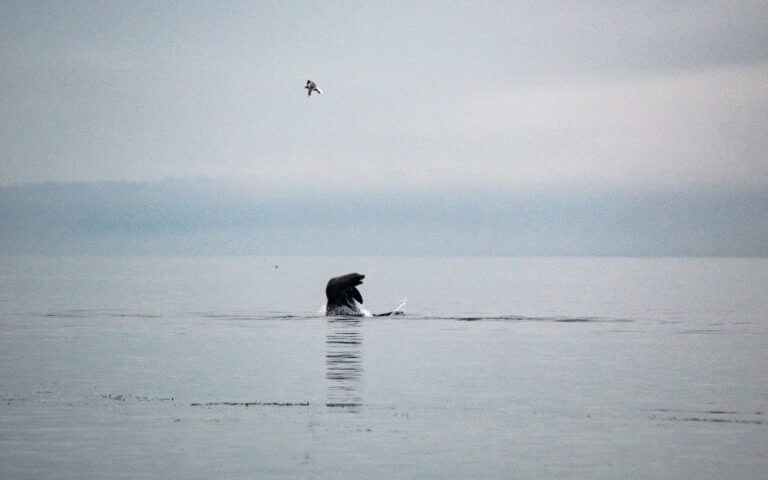 California Sea Lion jumps out of water on a gray day.