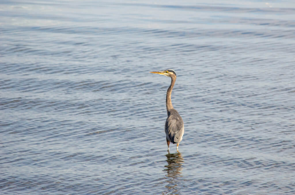 Great Blue Heron wading in water with neck high.