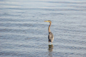 Great Blue Heron wading in water with neck high.