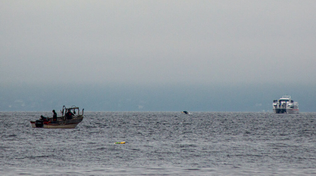 Orcas in between a whale watching boat and a fishing boat, jumping.