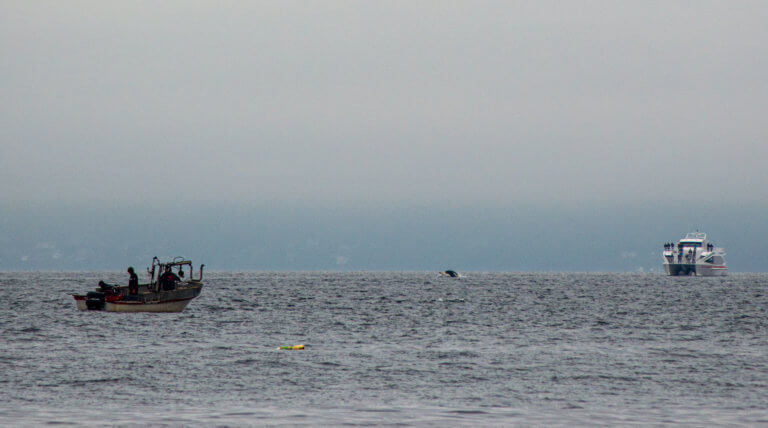 Orcas in between a whale watching boat and a fishing boat, jumping.