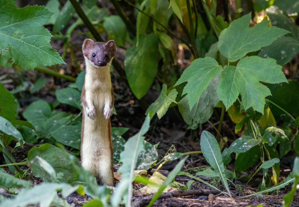 Long-Tailed Weasel standing up amongst a shrub.