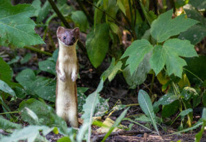 Long-Tailed Weasel standing up amongst a shrub.