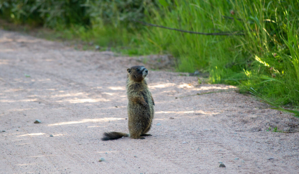 Yellow-Belied Marmot standing on hind legs on a dirt road.