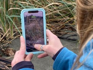 Using an iPhone with the Seek App to identify a plant, American Dune Grass