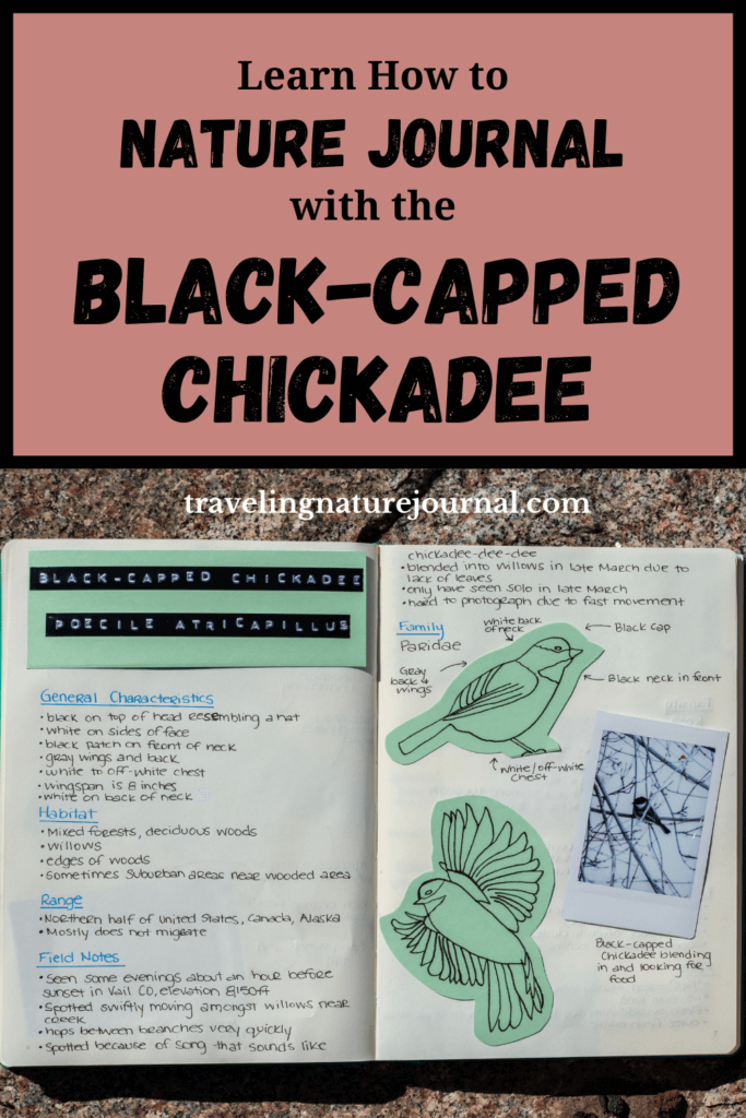 The Black-Capped Chickadee can often be heard before seen. Learn nature journaling with them! Learn more about identification at travelingnaturejournal.com