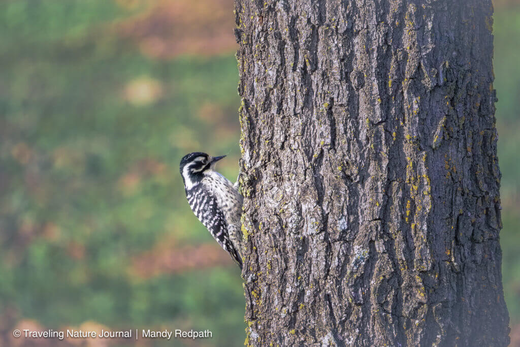 Woodpecker on an Oak.