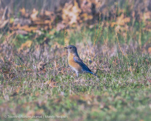 Western Bluebird: One Ounce Bird That Will Steal Your Heart