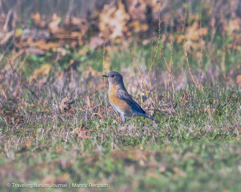 Western Bluebird: One Ounce Bird That Will Steal Your Heart