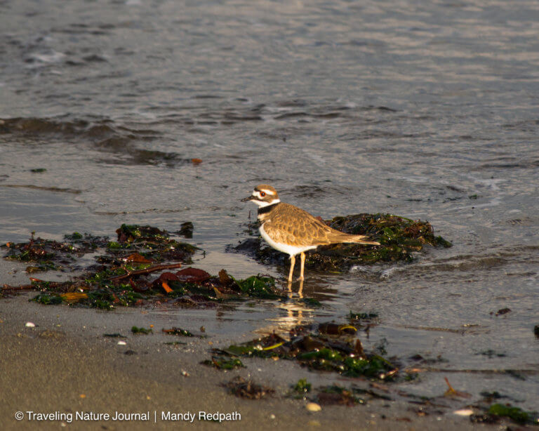 Bird standing at water's edge near some seaweed in the Pacific Northwest.