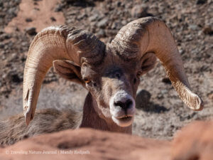 Bighorn Ram
