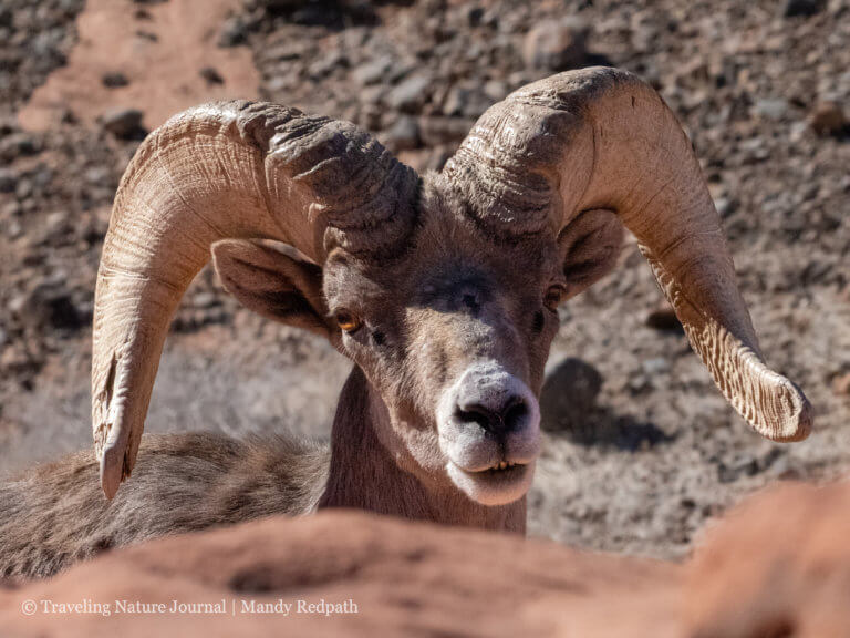 Bighorn Ram