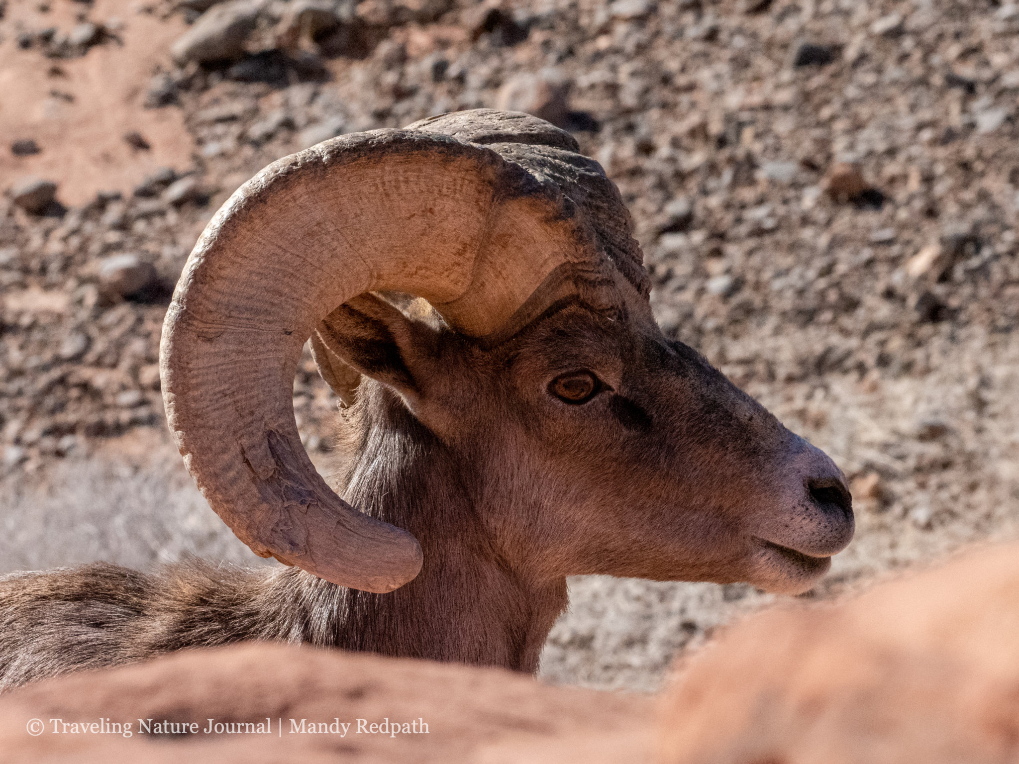Beginner's Guide to Watching Desert Bighorn Sheep in the Winter