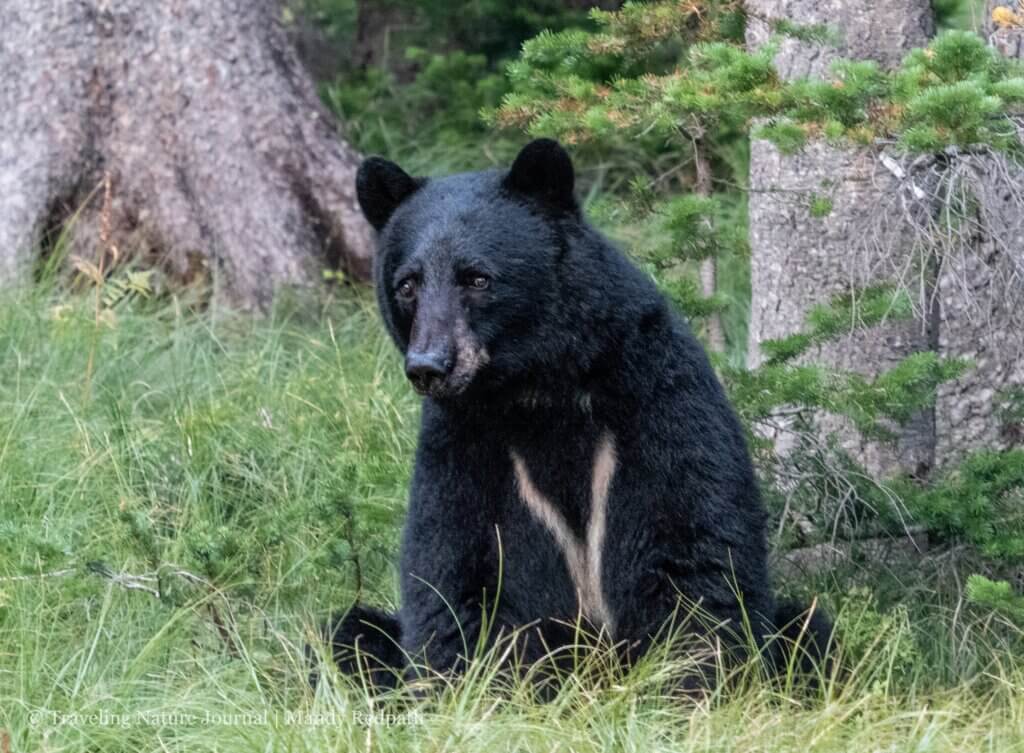 A black bear sitting with unusual chest coloration.