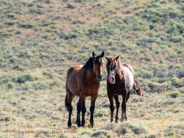 Wild Horses in the CDT Basin