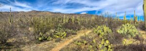 The Arizona Trail thru-hike traverses through Saguaro National Park with thousands of cacti.