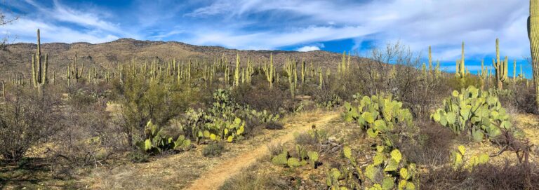 The Arizona Trail thru-hike traverses through Saguaro National Park with thousands of cacti.