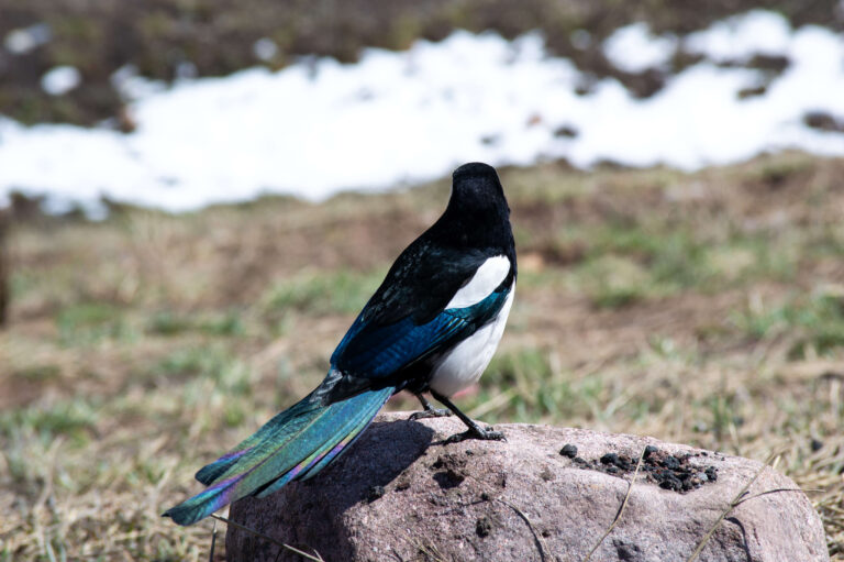 Iridescent tail of a black-billed magpie bird standing on a rock.
