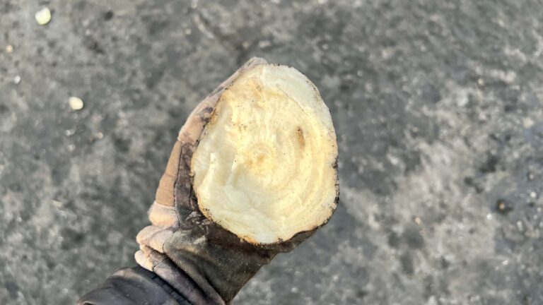The inside of a sugar beet.