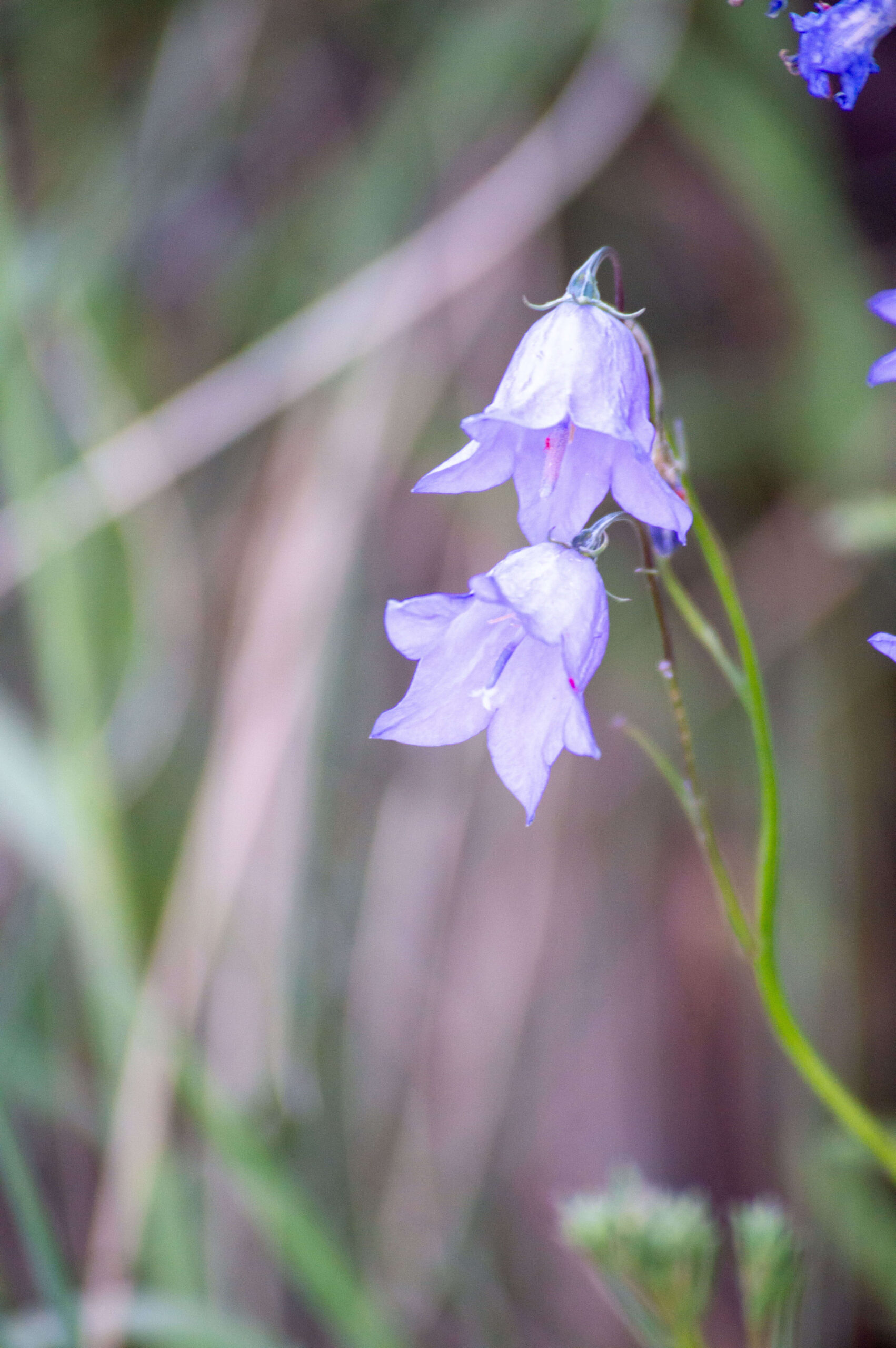 Harebells are plants with purple bell shaped flowers.