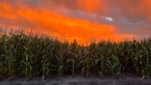 Sunset over a corn field waiting to start harvesting beets.