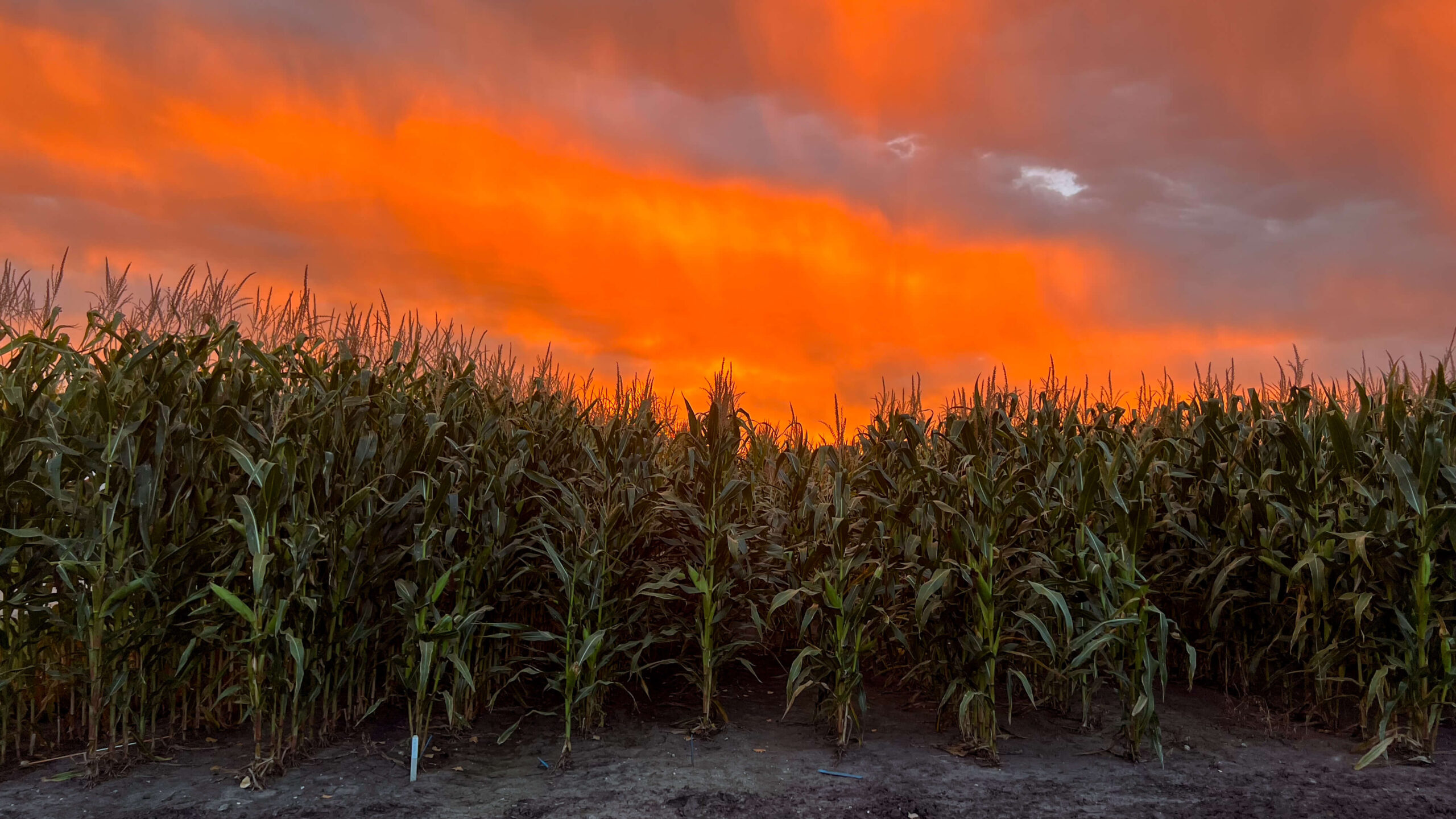 Sunset over a corn field waiting to start harvesting beets.