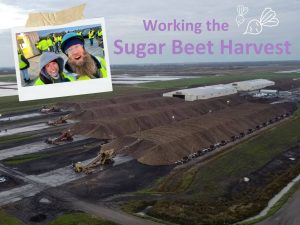 Four 1/4 mile long sugar beet piles and a polaroid of a van life couple working the sugar beet harvest.